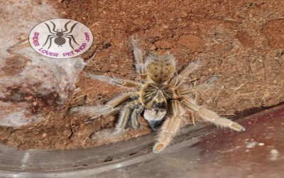 Augacephalus Ezendami 3-4 cm tarantula